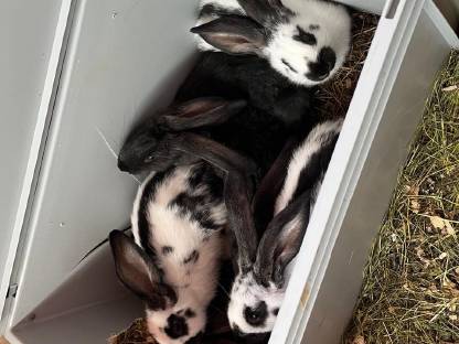 Bild 3:Deutsche Riesen