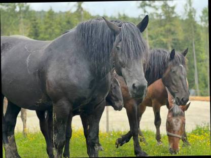 Bild 8:Noriker Glanzrappe