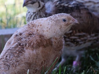 Bild 8:Wachtel Bruteier