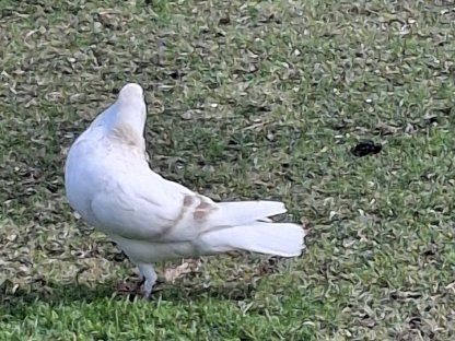Bild 6:Schlesische Kröpfer Kropftauben
