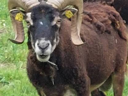 Soay Schafwidder