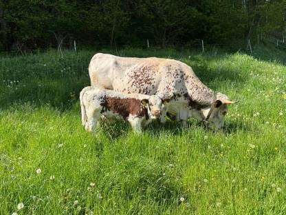 Pustertaler Sprinzen Stierkalb Eristoff PSR
