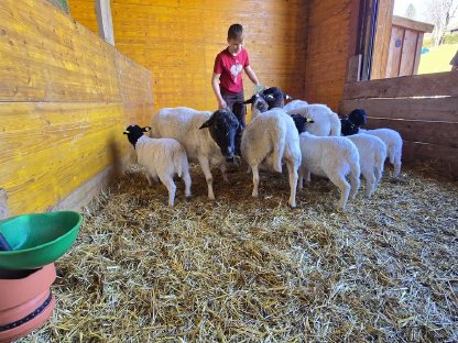 Bild 7:Verkaufe reinrassiges Dorperlamm