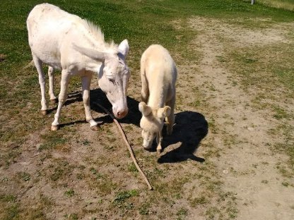Bild 2:Barockesel Hengst, Zuchtstuten, Jungstuten, Junghengste
