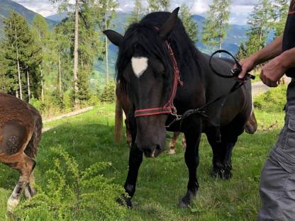 NORIKER Stute Granat-Grace