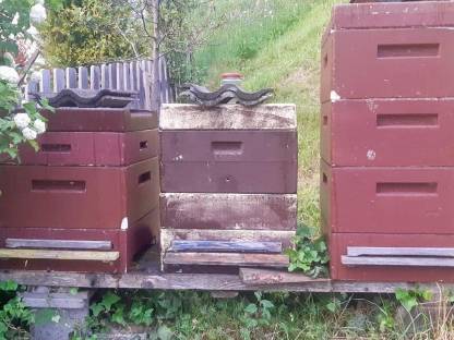 Bild 2:Bienen Imkereiauflösung