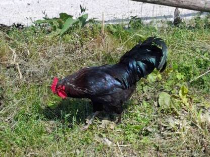 Bild 3:Buntleger Mix Hähne