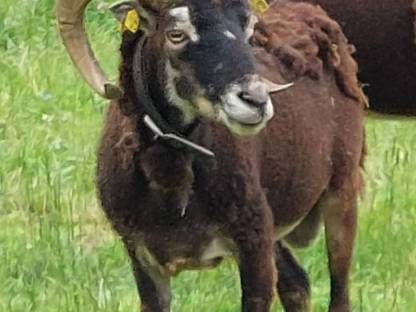 Bild 2:Soay Schafwidder