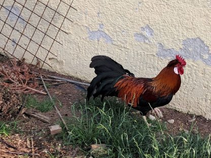 Bild 3:Altsteirer Hahn und Hühner