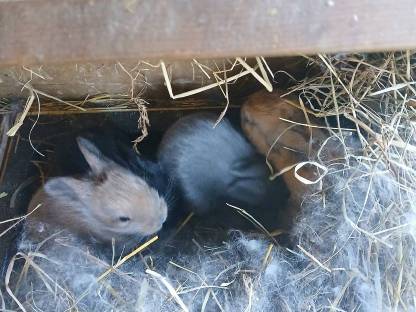 Hasen Kaninchen Baby Löwenkopf
