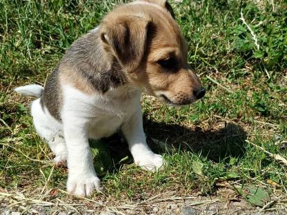 Jack Russel