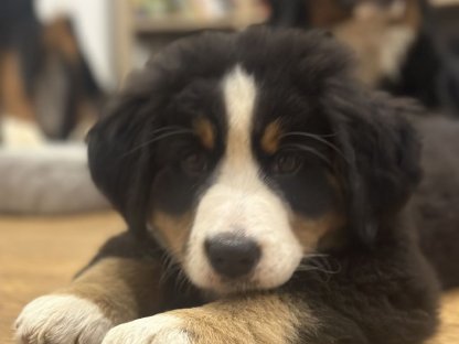 Bild 3:Reinrassige Berner Sennen Welpen