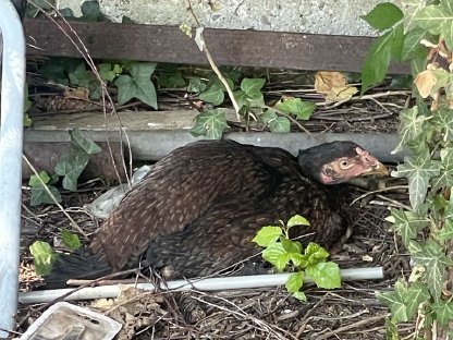 Bild 5:Huhn und Henne