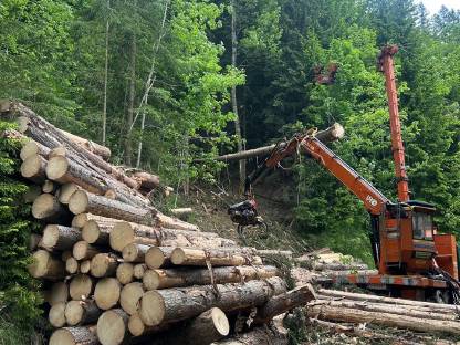 Bild 2:Wanderfalke 3 t