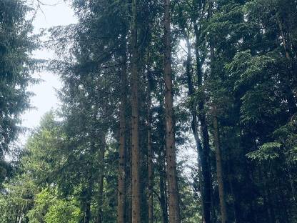 Bild 2:Waldgrundstück im Kaiserwald