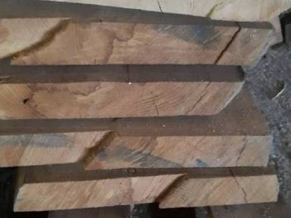 Bild 3:Edelkastanien und Birken Pfosten