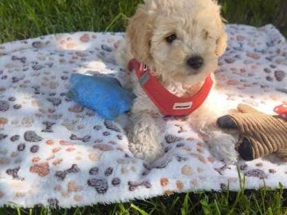 Maltipoo Prinzessin