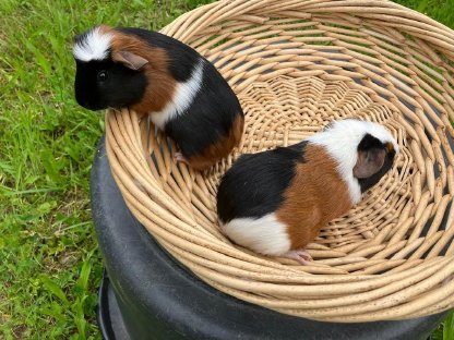 Bild 3:Crested Meerschweinchen