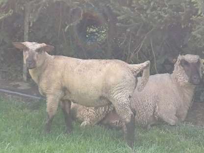 Verkaufe 2 Shropshirewidder