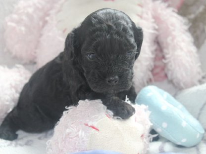 Bild 3:American Cockerpoo's