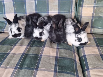 Junge, liebe, zutrauliche Kaninchen abzugeben
