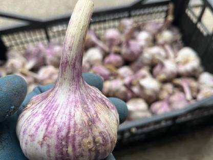 Bild 2:Knoblauch aus Ernte 2025