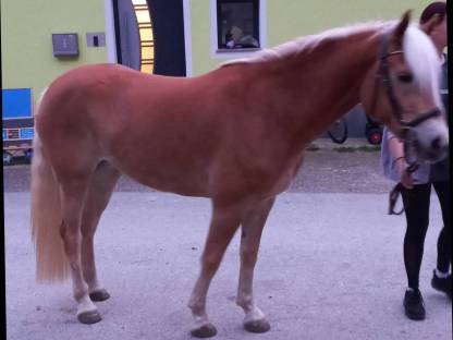 Haflinger Stute
