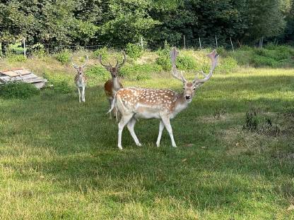 Bild 2:Verkaufe oder tausche Damhirsch