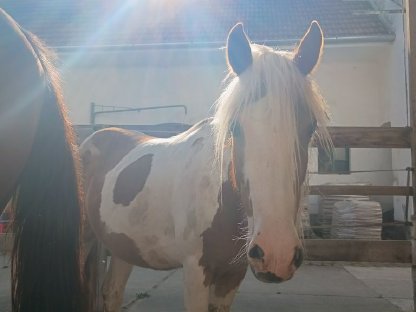 Bild 2:Tinker Pony Mix stute