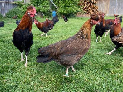 Bild 3:Altsteirer und Sulmtaler Jungtiere