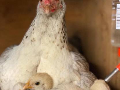 Bild 7:Steinhühner, Steinpipel, Stoapiperl