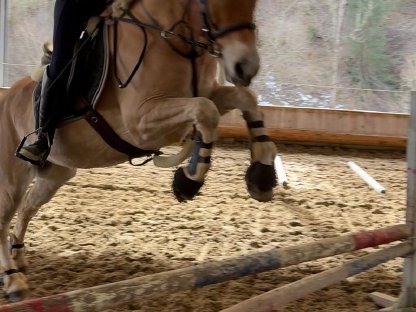 Bild 6:Wunderschöner Sporthaflinger zu verkaufen