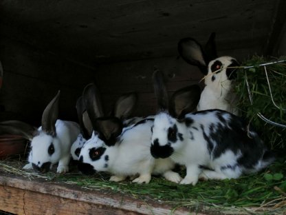 Bild 2:Kaninchen/Hasen