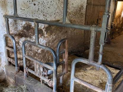 Bild 6:Aufstallung für Kälber und Kühe