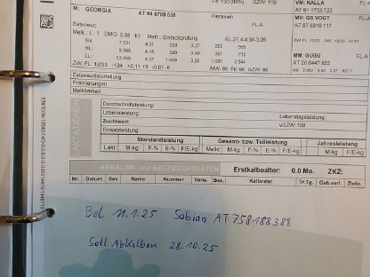 Trächtige Bio Fleckviehkalbinnen