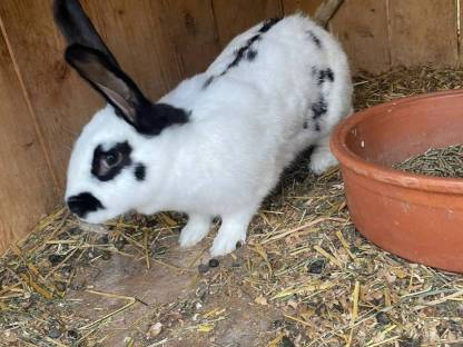 Riesenschek Hase
