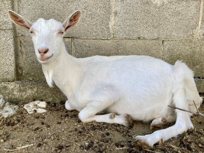 Bild 2:Zwergziegenmixe weiblich