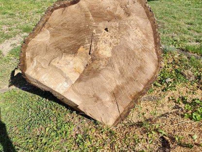 Bild 4:Nussbaumstamm