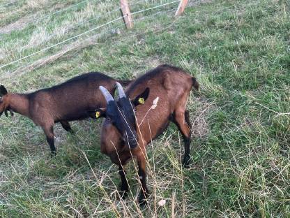 Bild 2:Pinzgauer Ziege