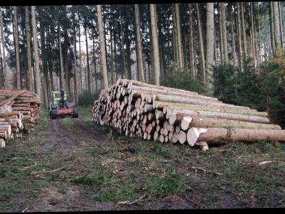 Bild 4:Forstdienstleistungen, Forstarbeiten (Baumfällung), Durchforstung