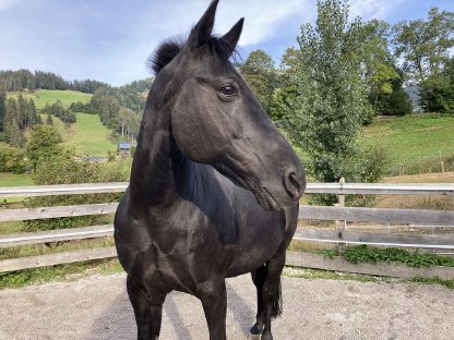 Bild 2:Mitreiter gesucht