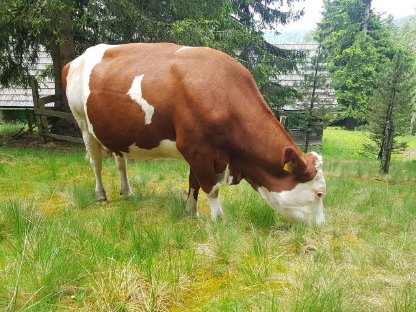 Hochträchtige BIO Mutterkuh