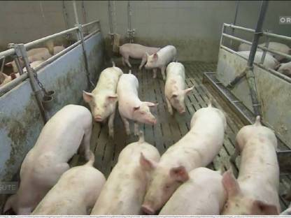 Biete Mastferkel im Direktbezug an