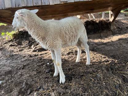 Bild 5:NOLANA-Jungwidder