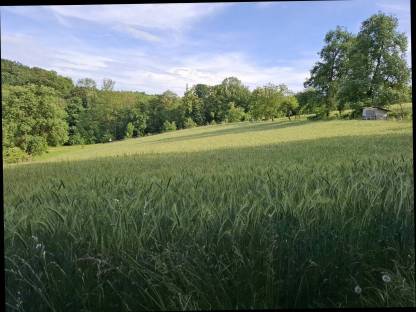 Triticale Stroh ab Feld