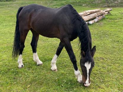 Wallach Niederländisches Warmblut