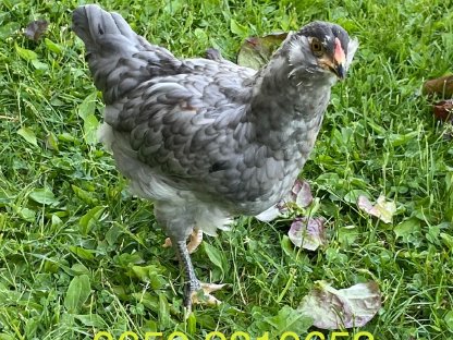 Ameraucana/Blumi MixHahn