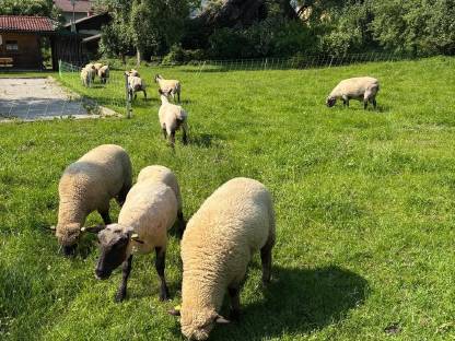 Shropshire Lämmer W/M