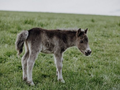Bild 4:Pony-Hengstfohlen Kalimero
