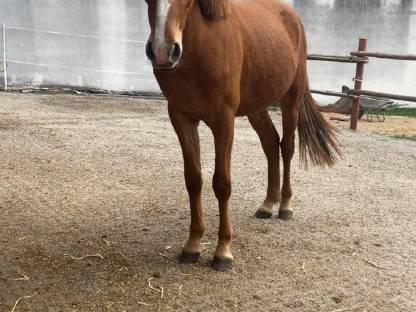 Pony Wallach zu verkaufen